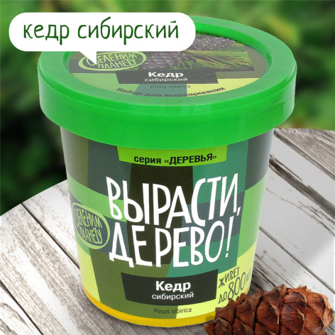 Набор для выращивания "Кедр сибирский" Набор для выращивания "Кедр сибирский"